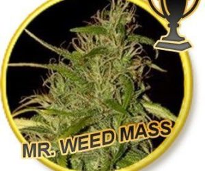 Mr Hide Seeds Mr. Weed Mass