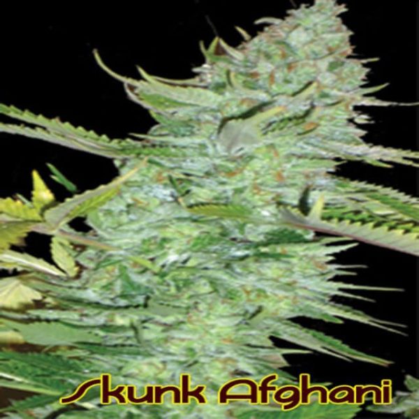 Original Sensible Seeds Skunk Afghani