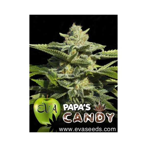 Eva Seeds Papa’s Candy