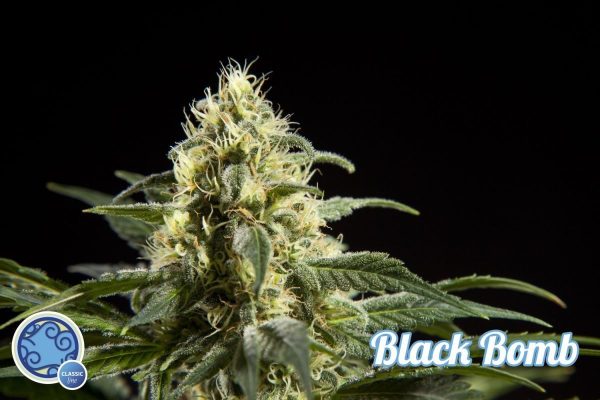 Black Bomb Philosopher Seeds