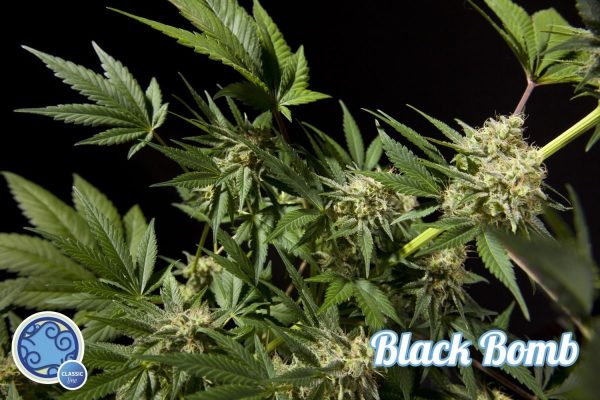 Black Bomb Philosopher Seeds