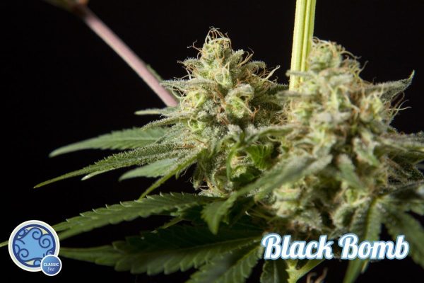 Black Bomb Hiszpania