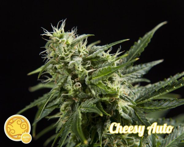 Cheesy Auto Philosopher Seeds