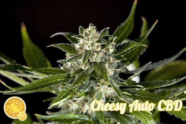 Cheesy Auto Cbd Philosopher Seeds