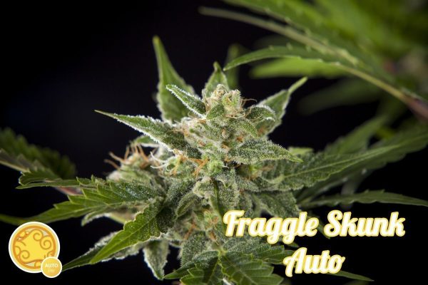Fraggle Skunk Auto  Hiszpania