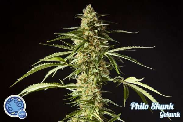 Philo Skunk / Gokunk Philosopher Seeds