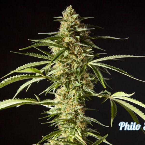 Philo Skunk / Gokunk Philosopher Seeds