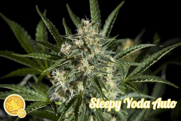 Sleepy Yoda Auto Philosopher Seeds
