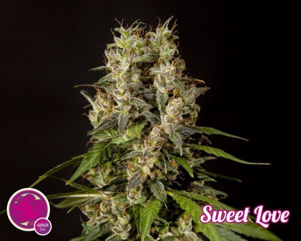 Sweet Love Philosopher Seeds