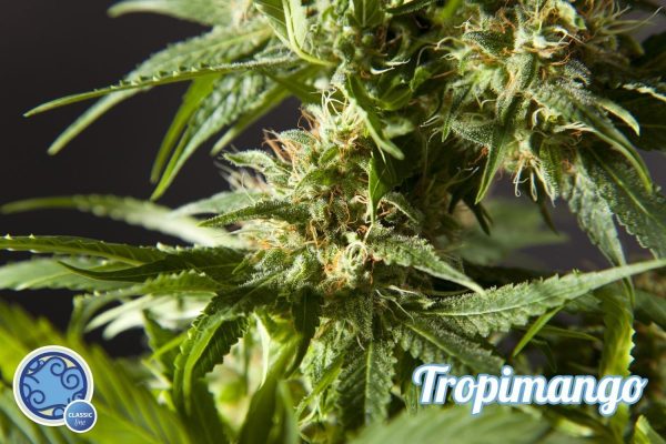 Tropimango  Hiszpania