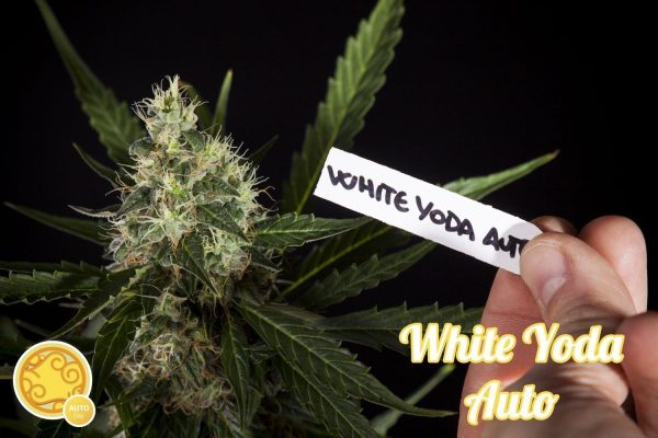 White Yoda Auto Philosopher Seeds