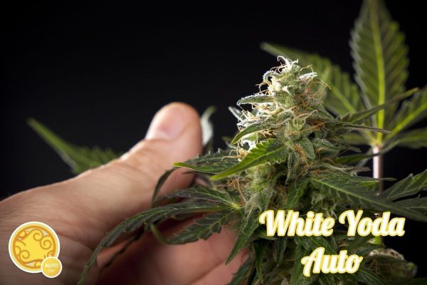 White Yoda Auto Hiszpania