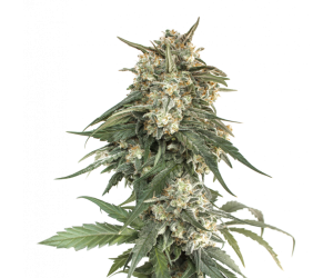 BCN Critical XXL Fast  Seedstockers Nasiona marihuany 