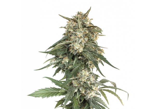 BCN Critical XXL Fast Seedstockers Nasiona marihuany