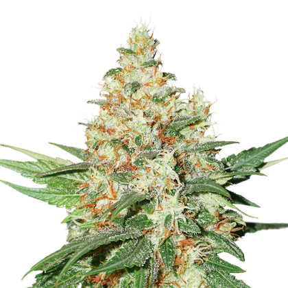 O.G. Kush Seedstockers Nasiona marihuany