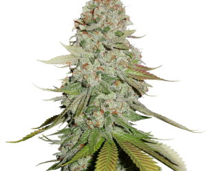 Sticky Monkey GG#4  Seedstockers Nasiona marihuany 