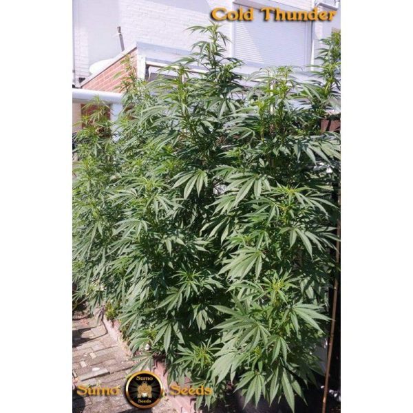 Cold Thunder Sumo Seeds