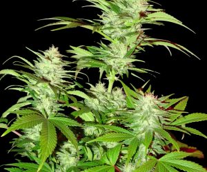 Critical Chronic  Sumo Seeds Nasiona marihuany 