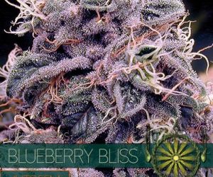 Vision Seeds Blueberry Bliss Auto