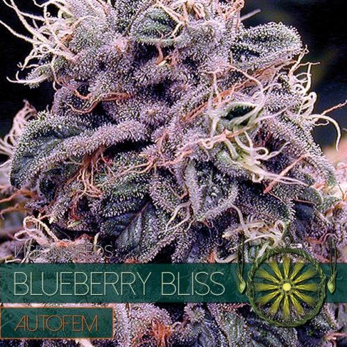 Blueberry Bliss Auto Vision Seeds Nasiona marihuany