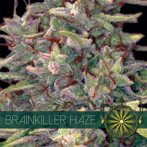 Brainkiller Haze Vision Seeds Nasiona marihuany