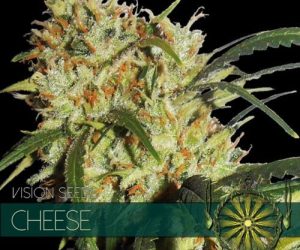Vision Seeds Cheese