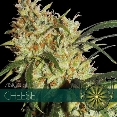 Cheese Vision Seeds Nasiona marihuany