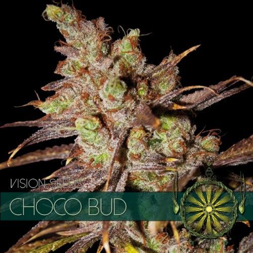 Choco Bud Vision Seeds Nasiona marihuany