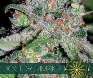 Vision Seeds Doctor Jamaica