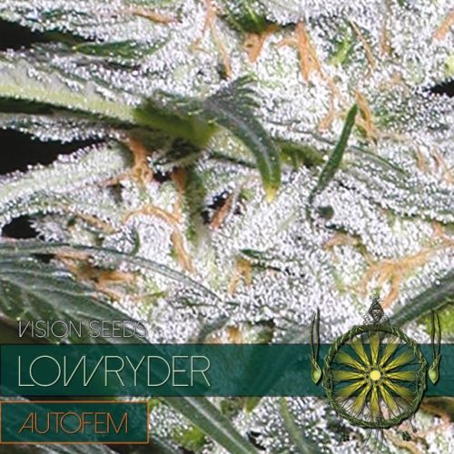Lowryder Auto Vision Seeds Nasiona marihuany