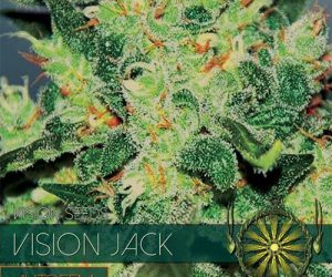 Vision Seeds Vision Jack Auto
