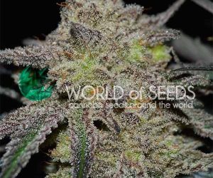 Tonic Ryder CBD  World of Seeds Nasiona marihuany 