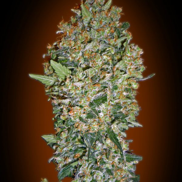 00 Seeds Bank Cheese Berry