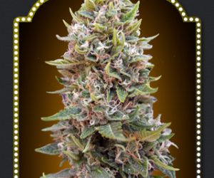 00 Seeds Bank Auto Cheese Berry