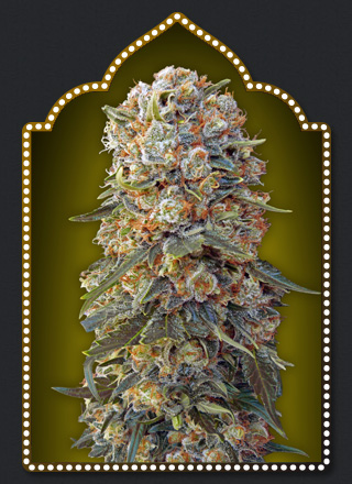Sweet Critical 00 Seeds Bank Nasiona marihuany