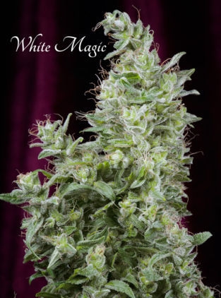 White Magic Mandala Seeds Nasiona marihuany