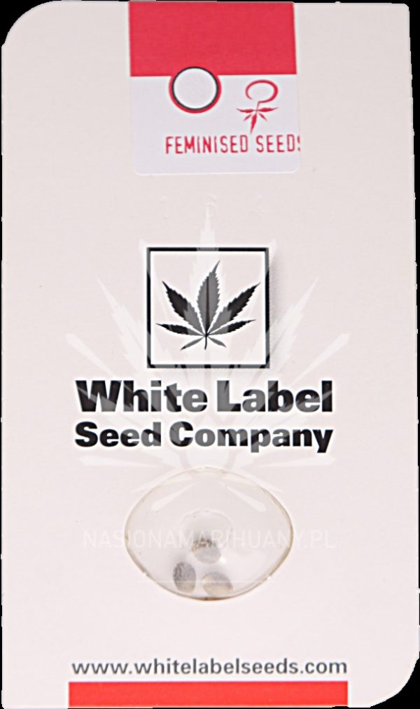 White Diesel White Label Seed Company