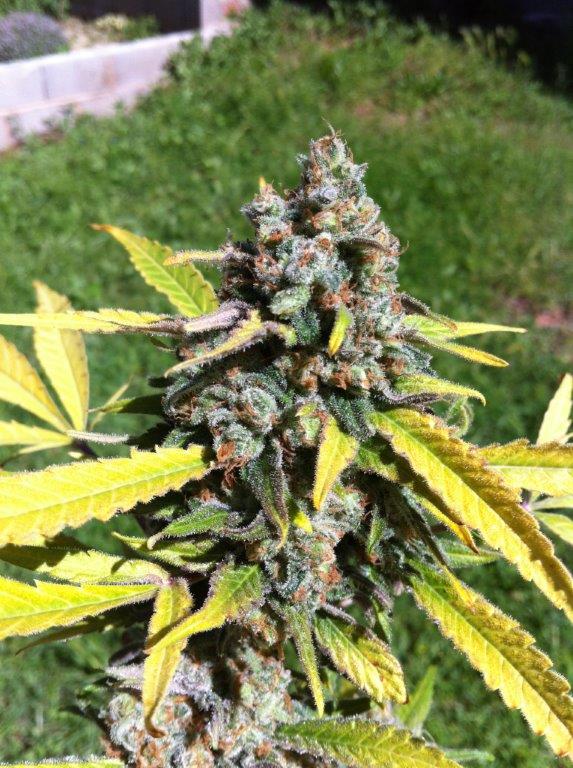 Auto AK Cbd Seeds Nasiona marihuany