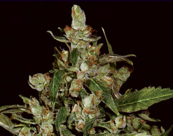 Auto Widow Cbd Seeds Nasiona marihuany