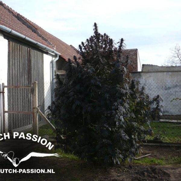Frisian Dew Dutch Passion