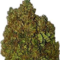 Money Bush  Heavyweight Seeds Nasiona marihuany 