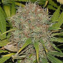 AK – 48  Sagarmatha Nasiona marihuany 