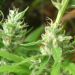 Lowboldt Sagarmatha Nasiona marihuany