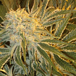 OGNL Feminized  Sagarmatha Nasiona marihuany 