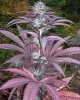 Purple Pinecone  Sagarmatha Nasiona marihuany 