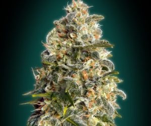 Heavy Bud  Advanced Seeds Nasiona marihuany 