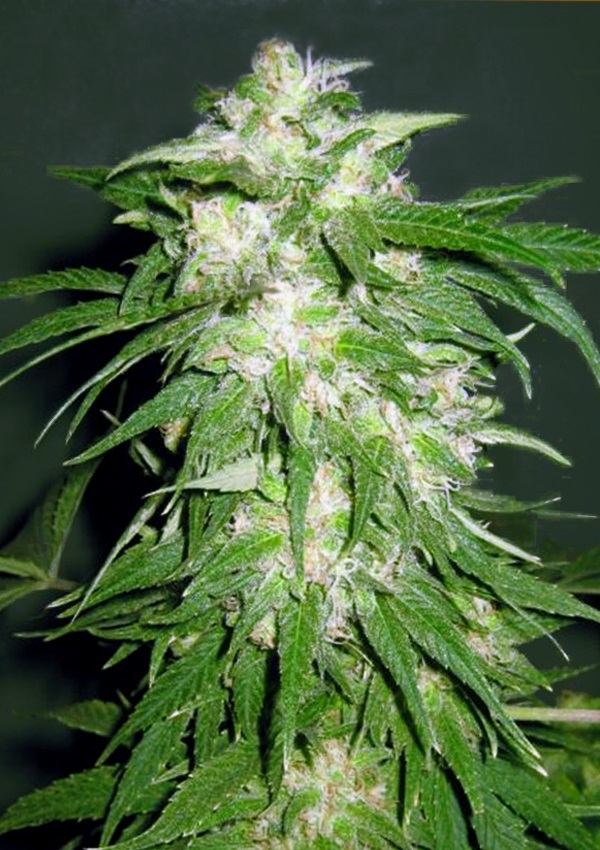 Ice Kush Advanced Seeds Nasiona marihuany