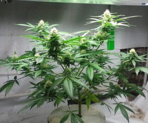 Diesel Berry Auto  Nasiona marihuany 