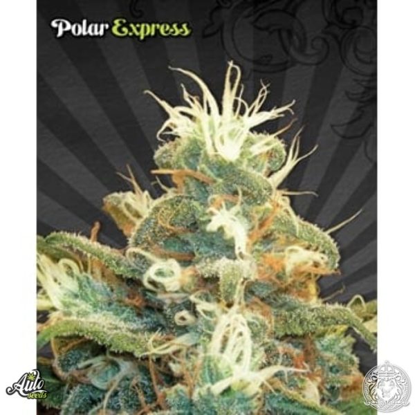 Auto Seeds Polar Express AUTO