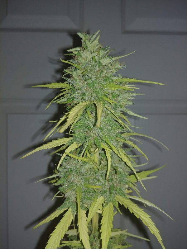 Ultra Lemon Haze Auto Seeds